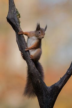 Hi there! Yin Yang squirrel. by Larissa Rand