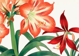 Amaryllis Flower 1917 - Tanigami Kônan by Apolo Prints