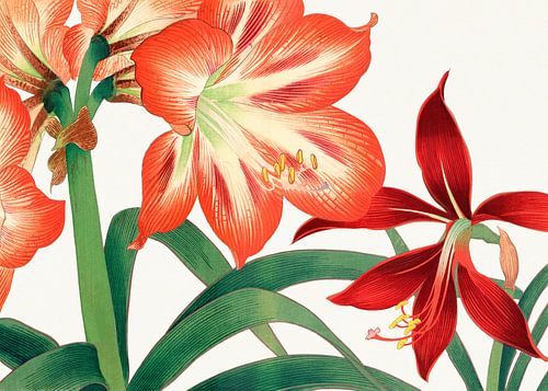 Amaryllis-Blüte 1917 – Tanigami Kônan