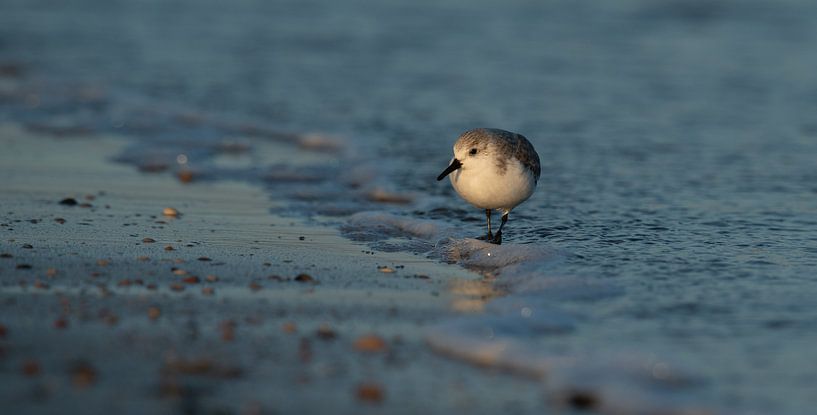 Birds by Wim de Meester