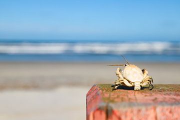 Blick auf das Meer durch eine Krabbe von Karin Bakker