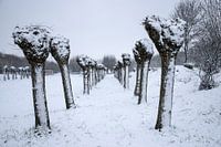 Pollard willows in the snow