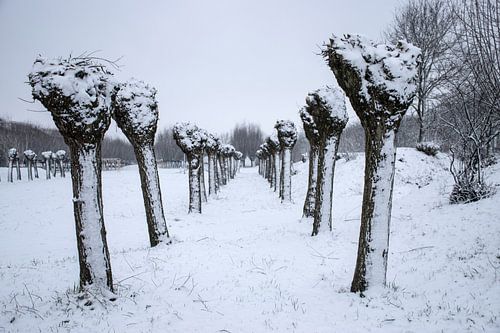 knotwilgen in de sneeuw