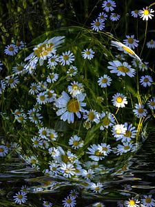 Blumenkugel - Margeriten im Wasser
