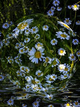 Blumenkugel - Margeriten im Wasser von Christine Nöhmeier