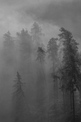 Paysage forestier mystique dans le brouillard