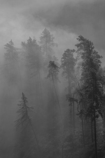 Mystische Waldlandschaft im Nebel von Oliver Preuß