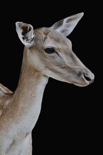 Reh Protrait vor schwarzem Grund