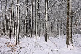 Winter forest near Stockach - District of Constance by BlattArt - Christine Horn