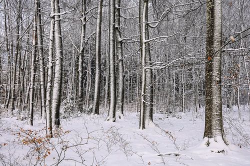 Winterbos bij Stockach - Bodendistrict