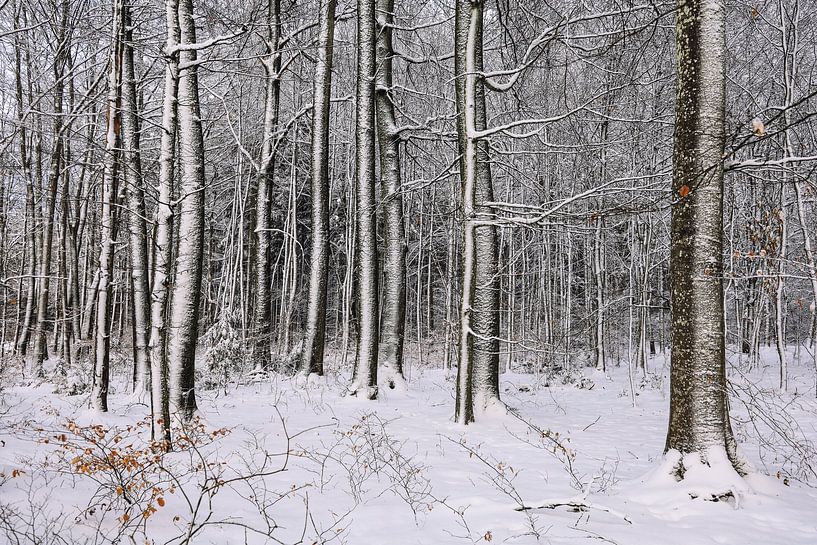 Winterwald bei Stockach - Landkreis Konstanz von BlattArt - Christine Horn