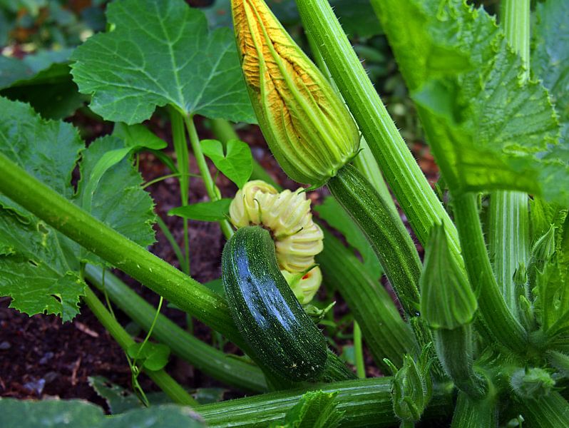 Zuccinibloemen van Edgar Schermaul