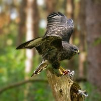 Buzzard at lunch