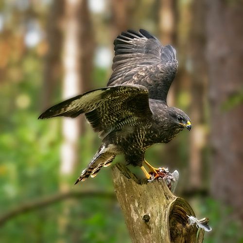 Buzzard at lunch