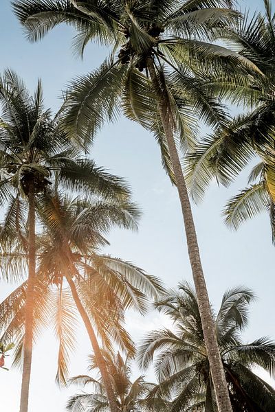 Palmiers au soleil et brise tropicale par Femke Ketelaar