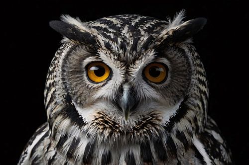 Intense close-up van een uil met gele ogen