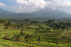 Rijstterrassen op Bali, Indonesië