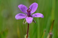 A macro shot of a tiny purple flower by Gerard de Zwaan thumbnail