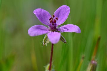 A macro shot of a tiny purple flower by Gerard de Zwaan