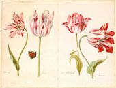 Tulpen en meer, Jacob Marrell van Meesterlijcke Meesters thumbnail