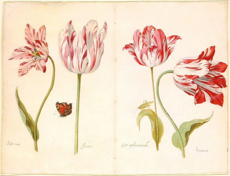 Tulips and more, Jacob Marrell by Masterful Masters
