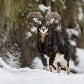 Un fier mouflon dans la neige sur Daniela Beyer