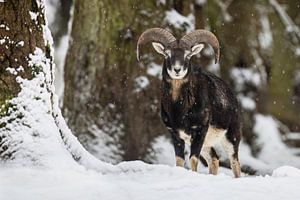 Stolzer Mufflonbock im Schneetreiben