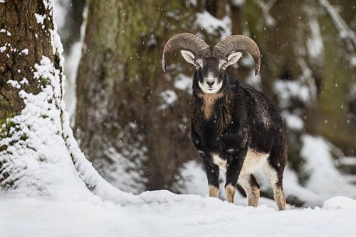 Proud mouflon buck in the snow by Daniela Beyer