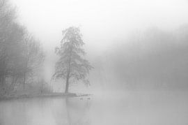 Baum am Wasser im Nebel von Kok and Kok