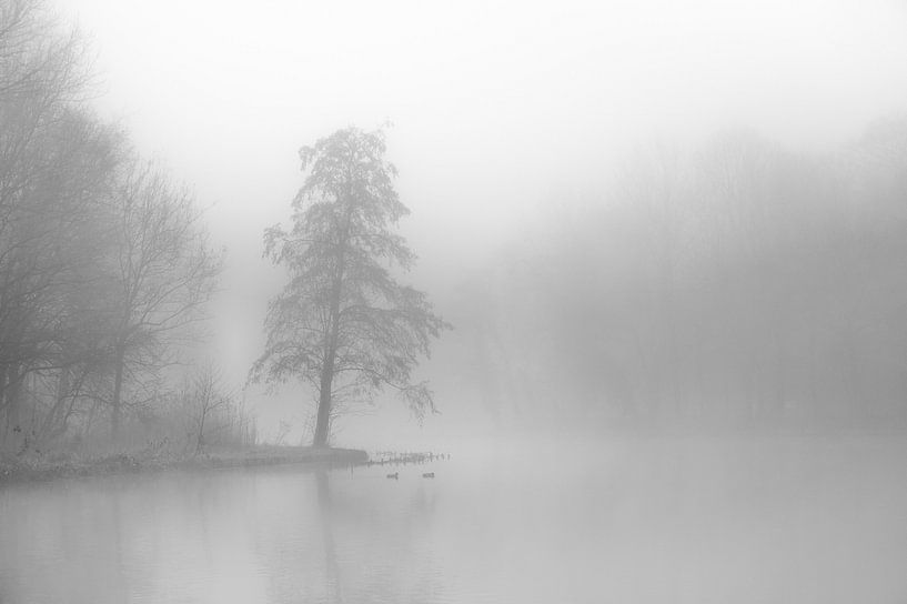 Boom aan het water in de mist van Kok and Kok