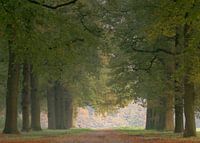 Boslaantje