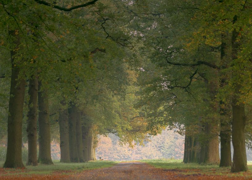 Boslaantje by Trudiefotografie