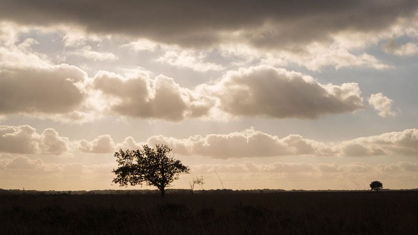 Sinister moorland landscape by Jacqueline Kroezen