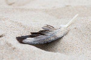 Feather of seagull van Irene van Wel-Paquay