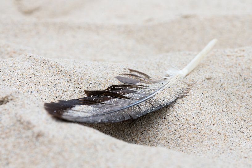 Feather or seagull by Irene van Wel-Paquay