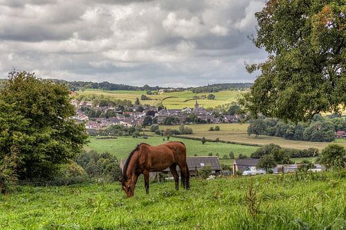 Paard in de wei bij Epen in Zuid-Limburg