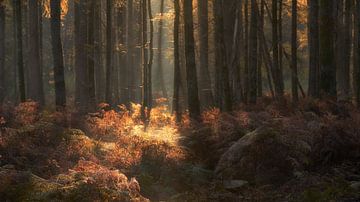 Dreamy autumn morning in the Speulderbos by Cor de Hamer