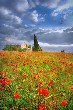 Mohnblumen Feld mit Finca auf Mallorca im Sommer von Voss Fine Art Fotografie