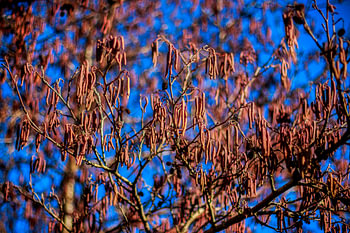 Flora in Zwolle