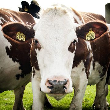 Cow regarde dans la caméra sur Fotografie Arthur van Leeuwen