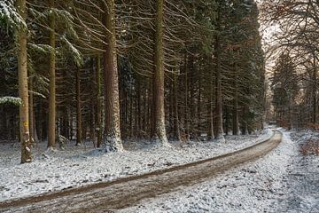 Wintergevoel op het Redwood pad van Uwe Ulrich Grün