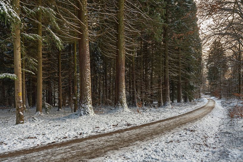 Wintergevoel op het Redwood pad van Uwe Ulrich Grün