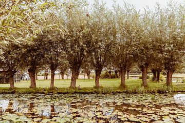 Weiden in einer Reihe