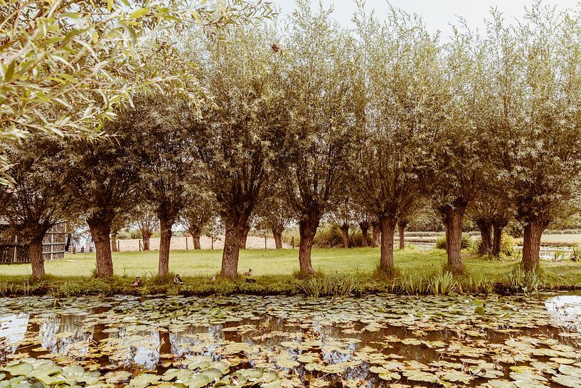 Willows in a row by Nienke Anne Photography