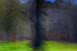 FAIRY TALE FOREST 15 by Miroslav Ptacek