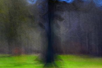 FAIRY TALE FOREST 15