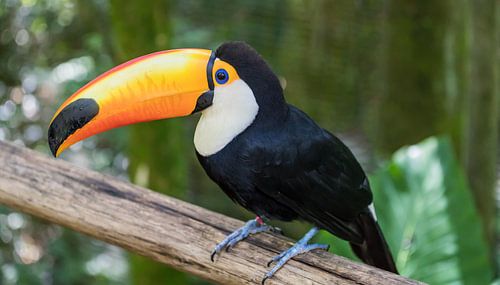 Close-up van een toekan (Ramphastos toco) in Brazilië.