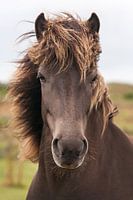 Stormy weather, Icelandic horse portrait