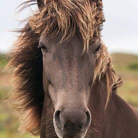 Vent dans la crinière, Portrait Cheval islandais sur Iris van Velzen