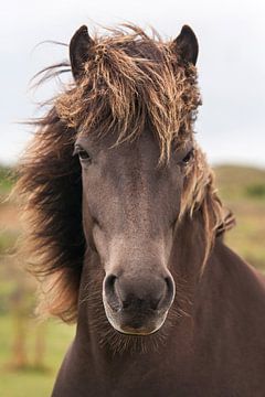 Wind in de manen, Portret IJslands paard van Iris van Velzen